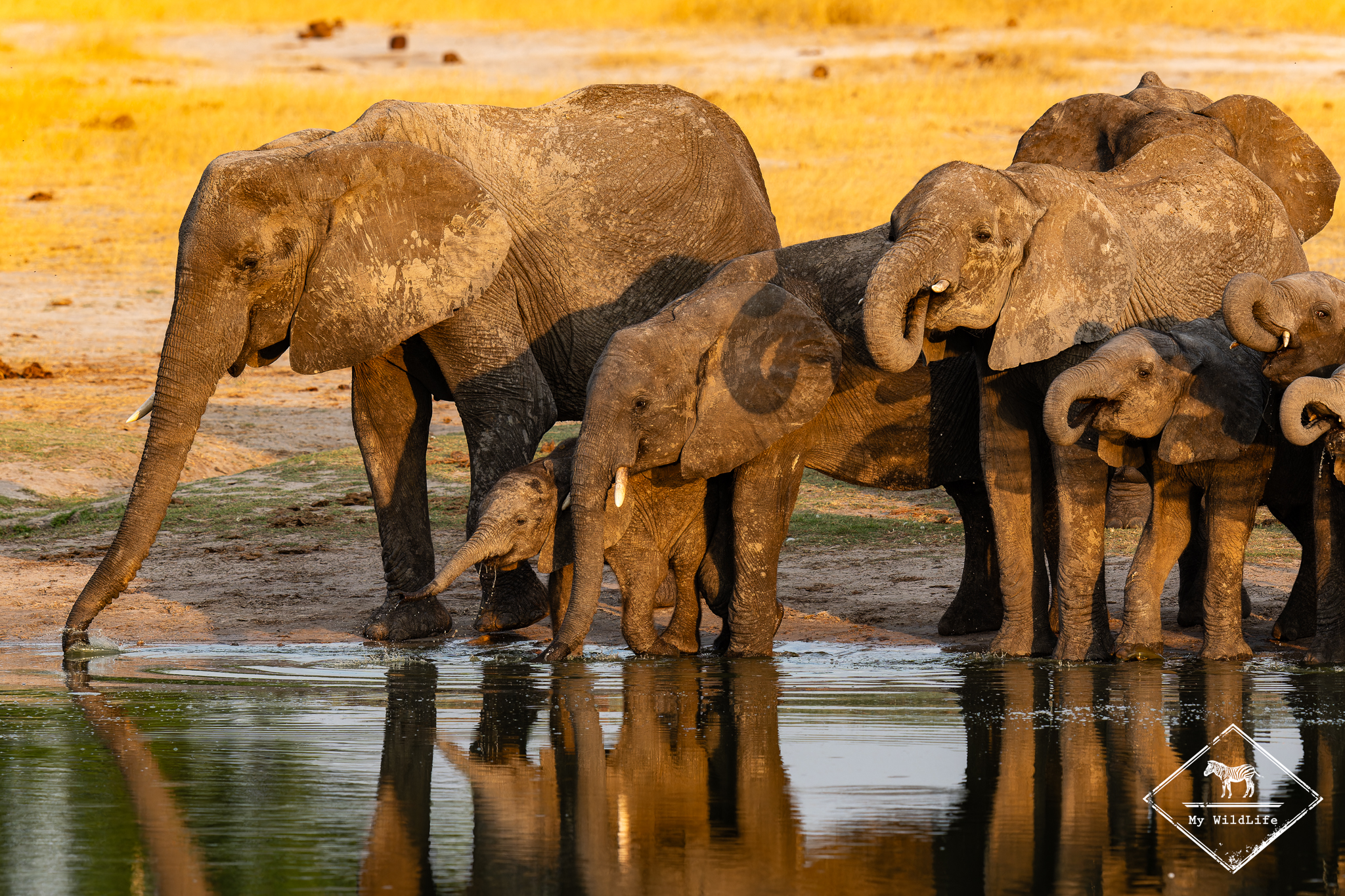 Éléphant dans la savane