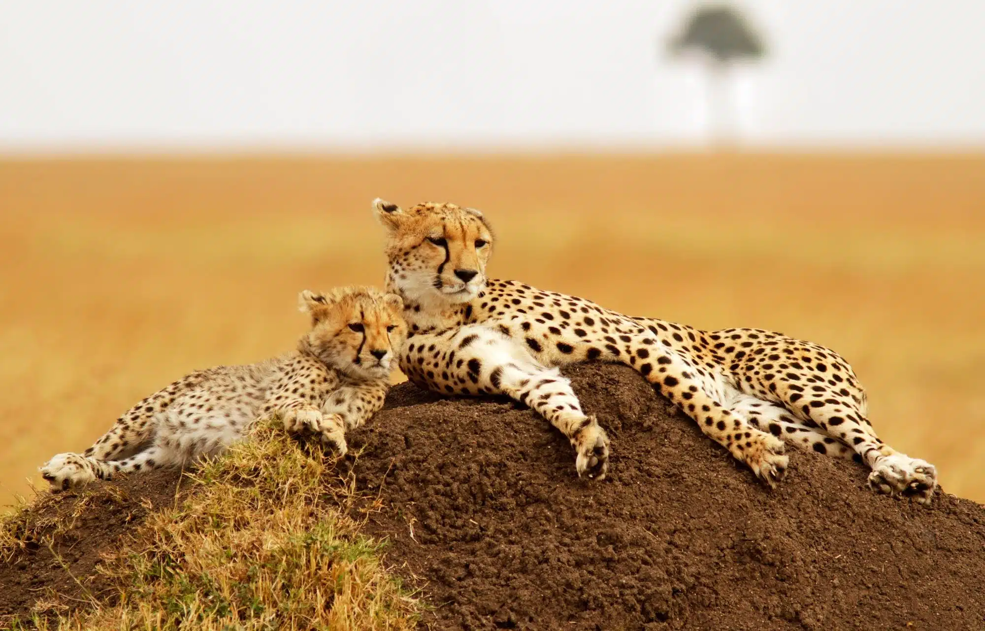 Guépard en chasse