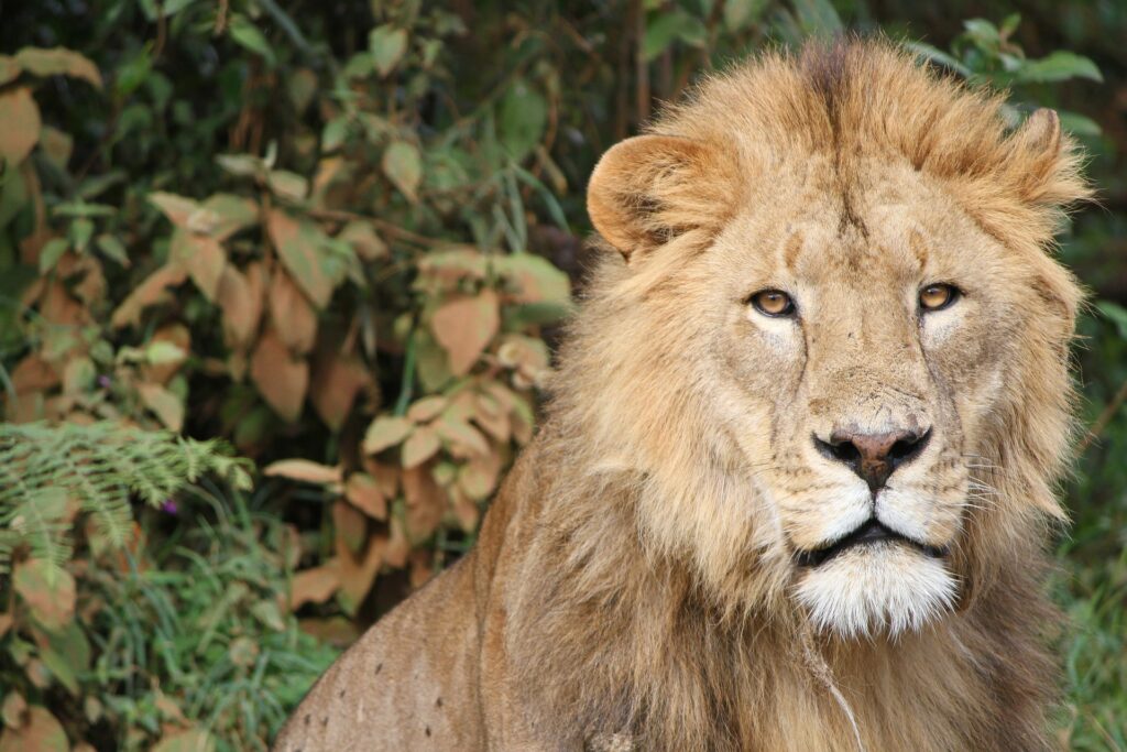Lion au repos